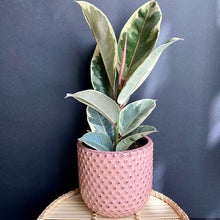 Kép betöltése a galériamegjelenítőbe: Ficus elastica "Tineke" - Tarka szobafikusz - Tropical Home