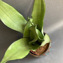 Kép betöltése a galériamegjelenítőbe: Sansevieria trif. "Moonshine" - Anyósnyelv - Tropical Home