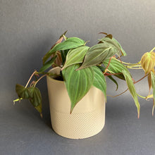 Kép betöltése a galériamegjelenítőbe: Philodendron hederaceum “Micans" - Tropical Home