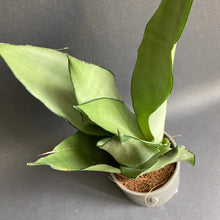 Kép betöltése a galériamegjelenítőbe: Sansevieria trif. "Moonshine" - Anyósnyelv - Tropical Home