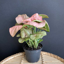 Kép betöltése a galériamegjelenítőbe: Syngonium Neon robusta - Rózsaszín nyíllevél - Arrowhead vine - Tropical Home