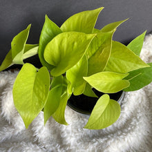 Kép betöltése a galériamegjelenítőbe: Epipremnum aureum "Neon" - Neon szobafutóka - Tropical Home