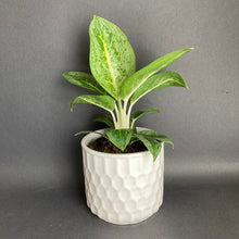 Kép betöltése a galériamegjelenítőbe: Aglaonema "Lemon mint" - Rákvirág - Chinese Evergreen - Tropical Home