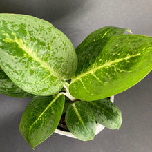 Kép betöltése a galériamegjelenítőbe: Aglaonema "Lemon mint" - Rákvirág - Chinese Evergreen - Tropical Home