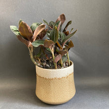 Kép betöltése a galériamegjelenítőbe: Ludisia discolor - Ékszerorchidea - Jewel orchid - Tropical Home