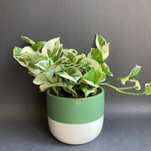 Kép betöltése a galériamegjelenítőbe: Epipremnum aureum 'Njoy' - 'Njoy' szobafutóka - Tropical Home