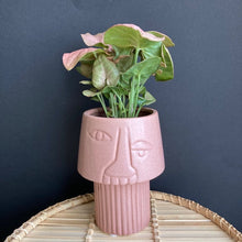 Kép betöltése a galériamegjelenítőbe: Syngonium Neon robusta - Rózsaszín nyíllevél - Arrowhead vine - Tropical Home
