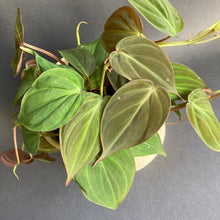 Kép betöltése a galériamegjelenítőbe: Philodendron hederaceum “Micans" - Tropical Home