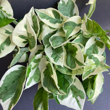 Kép betöltése a galériamegjelenítőbe: Epipremnum aureum 'Njoy' - 'Njoy' szobafutóka - Tropical Home