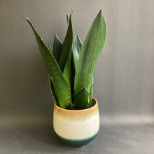 Kép betöltése a galériamegjelenítőbe: Sansevieria trifasciata "Black diamond" - Anyósnyelv "Fekete gyémánt" - Snake plant - Tropical Home
