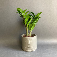 Kép betöltése a galériamegjelenítőbe: Zamioculcas zamiifolia "Zenzi" - Agglegénypálma "Zenzi" - Tropical Home