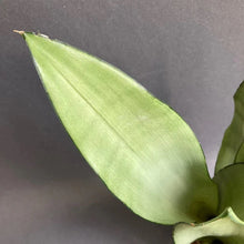 Kép betöltése a galériamegjelenítőbe: Sansevieria trif. "Moonshine" - Anyósnyelv - Tropical Home