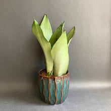 Kép betöltése a galériamegjelenítőbe: Sansevieria trif. "Moonshine" - Anyósnyelv - Tropical Home