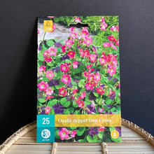 Kép betöltése a galériamegjelenítőbe: Oxalis deppei "Iron cross" hagyma - Tropical Home