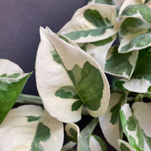 Kép betöltése a galériamegjelenítőbe: Epipremnum aureum 'Njoy' - 'Njoy' szobafutóka - Tropical Home