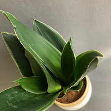 Kép betöltése a galériamegjelenítőbe: Sansevieria trifasciata "Black diamond" - Anyósnyelv "Fekete gyémánt" - Snake plant - Tropical Home