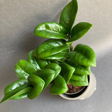 Kép betöltése a galériamegjelenítőbe: Zamioculcas zamiifolia "Zenzi" - Agglegénypálma "Zenzi" - Tropical Home