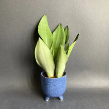 Kép betöltése a galériamegjelenítőbe: Sansevieria trif. "Moonshine" - Anyósnyelv - Tropical Home