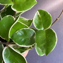 Kép betöltése a galériamegjelenítőbe: Hoya carnosa "Krimson Queen" - Húsos viaszvirág - Tropical Home
