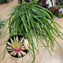 Kép betöltése a galériamegjelenítőbe: Selenicereus wercklei - Tropical Home