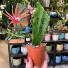 Kép betöltése a galériamegjelenítőbe: Epiphyllum hibrid 198-20 - Saját szaporítás - Tropical Home