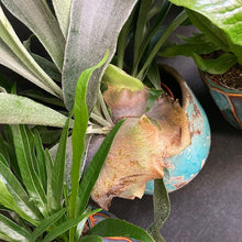 Kép betöltése a galériamegjelenítőbe: "Kezdők páfrányai" - Szobapáfrány csomag kezdőknek - Tropical Home