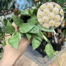Kép betöltése a galériamegjelenítőbe: Hoya lacunosa "Mint" - Tropical Home