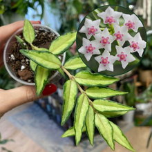 Kép betöltése a galériamegjelenítőbe: Hoya bella "Lida buis" - Tropical Home