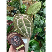 Kép betöltése a galériamegjelenítőbe: DocBlock Anthurium Michelle® - EXCLUSIVE - Tropical Home