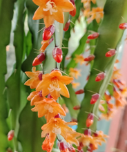 Kép betöltése a galériamegjelenítőbe: Rhipsalis monacantha - Tropical Home