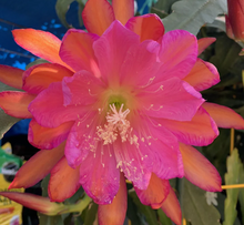 Kép betöltése a galériamegjelenítőbe: Epiphyllum "Sarah Courant" - Tropical Home