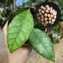 Kép betöltése a galériamegjelenítőbe: Hoya finlaysonii "Sarawak" - Tropical Home