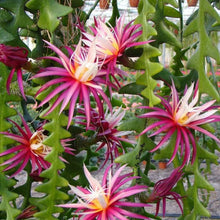 Kép betöltése a galériamegjelenítőbe: Selenicereus anthonyanus - Éj királynője kaktusz - Tropical Home