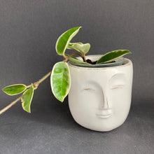 Kép betöltése a galériamegjelenítőbe: Hoya Carnosa Krimson Queen - Húsos viaszvirág - Tropical Home