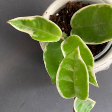 Kép betöltése a galériamegjelenítőbe: Hoya Carnosa Krimson Queen - Húsos viaszvirág - Tropical Home