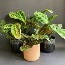 Kép betöltése a galériamegjelenítőbe: "Many shades of Maranta" - Nyílgyökér csomag - Prayer plant pack + AJÁNDÉK - Tropical Home