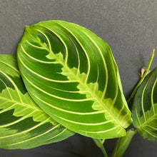 Kép betöltése a galériamegjelenítőbe: "Many shades of Maranta" - Nyílgyökér csomag - Prayer plant pack + AJÁNDÉK - Tropical Home