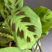 Kép betöltése a galériamegjelenítőbe: "Many shades of Maranta" - Nyílgyökér csomag - Prayer plant pack + AJÁNDÉK - Tropical Home