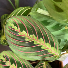 Kép betöltése a galériamegjelenítőbe: "Many shades of Maranta" - Nyílgyökér csomag - Prayer plant pack + AJÁNDÉK - Tropical Home