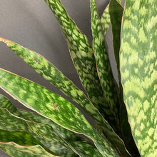 Kép betöltése a galériamegjelenítőbe: Sansevieria aubrytiana "Dragon" - Anyósnyelv - Tropical Home