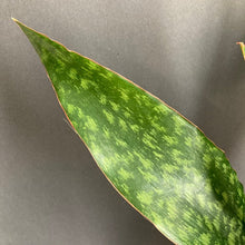 Kép betöltése a galériamegjelenítőbe: Sansevieria aubrytiana "Dragon" - Anyósnyelv - Tropical Home