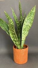 Kép betöltése a galériamegjelenítőbe: Sansevieria aubrytiana "Dragon" - Anyósnyelv - Tropical Home