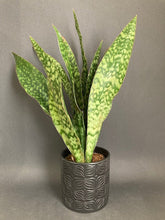 Kép betöltése a galériamegjelenítőbe: Sansevieria aubrytiana "Dragon" - Anyósnyelv - Tropical Home