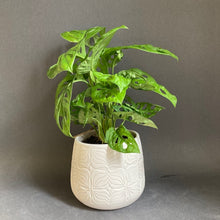 Kép betöltése a galériamegjelenítőbe: Monstera adansonii - Monstera "Monkey leaf" - Swiss cheese vine - Tropical Home