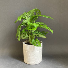 Kép betöltése a galériamegjelenítőbe: Monstera adansonii - Monstera "Monkey leaf" - Swiss cheese vine - Tropical Home