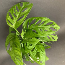 Kép betöltése a galériamegjelenítőbe: Monstera adansonii - Monstera "Monkey leaf" - Swiss cheese vine - Tropical Home