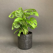 Kép betöltése a galériamegjelenítőbe: Monstera adansonii - Monstera "Monkey leaf" - Swiss cheese vine - Tropical Home
