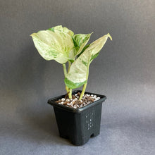 Kép betöltése a galériamegjelenítőbe: Epipremnum aureum "Happy leaf" - "Happy leaf" / “Manjula” szobafutóka - Tropical Home
