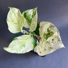 Kép betöltése a galériamegjelenítőbe: Epipremnum aureum "Happy leaf" - "Happy leaf" / “Manjula” szobafutóka - Tropical Home