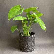 Kép betöltése a galériamegjelenítőbe: Monstera deliciosa - Könnyezőpálma - Swiss cheese plant - Tropical Home